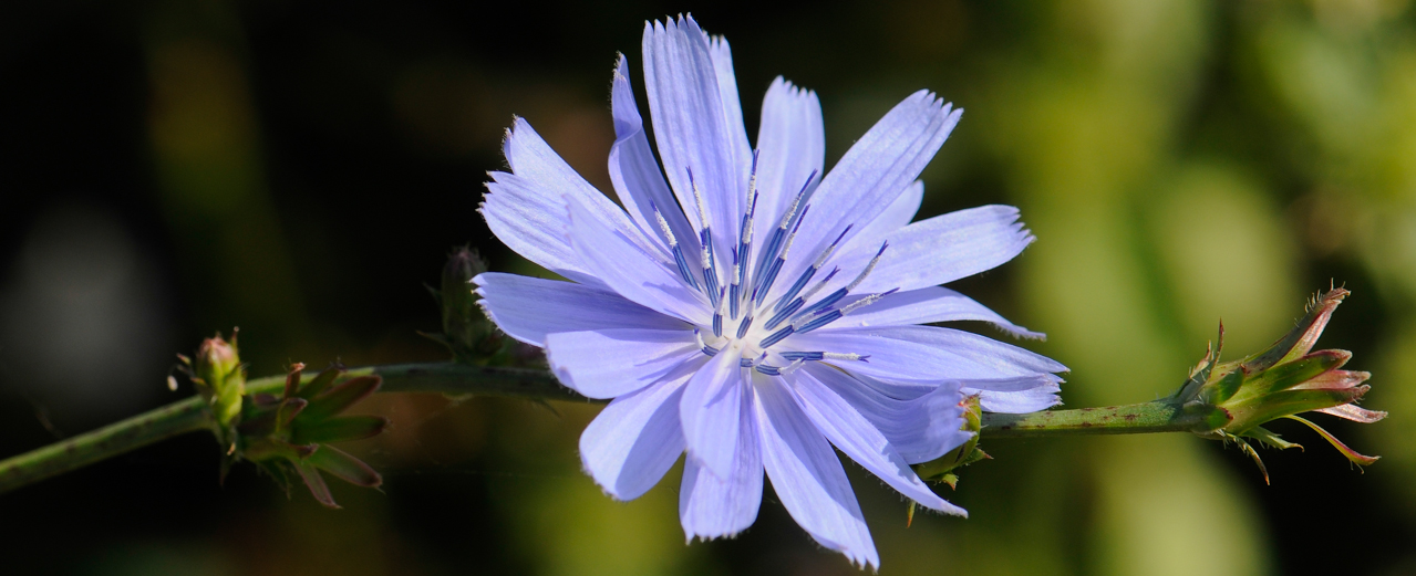 Wegwarte - Cichorium intybus Wegwarte - Cichorium intybus
