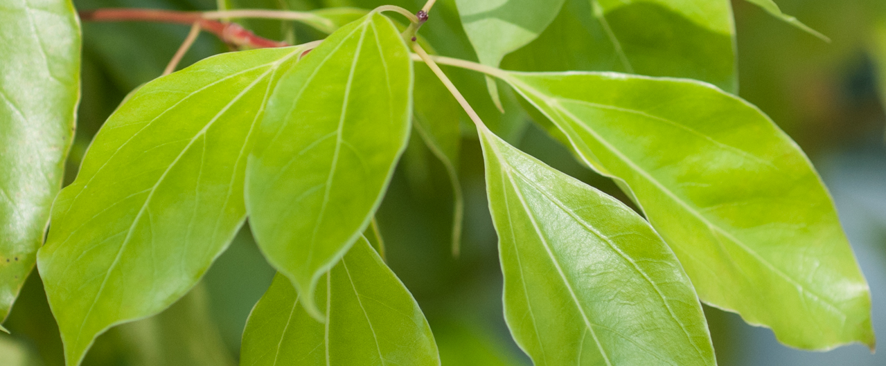 Kampferbaum - Cinnamomum camphora