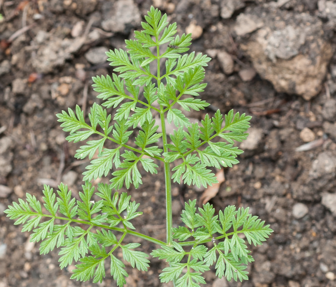 Schierling - Conium maculatum