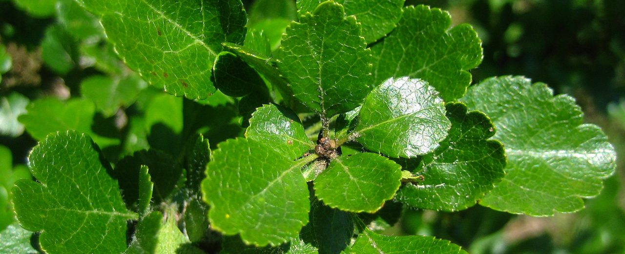 Zweigriffliger Weißdorn - Crataegus laevigata Zweigriffliger Weißdorn - Crataegus laevigata