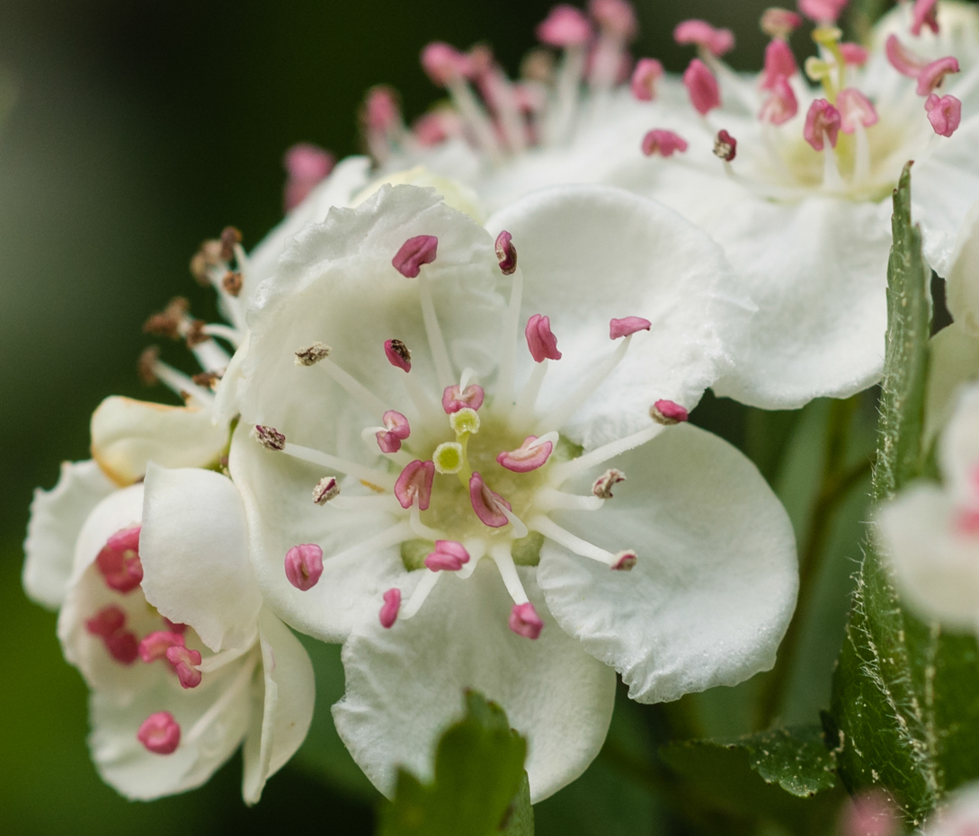 Zweigriffliger Weißdorn - Crataegus laevigata