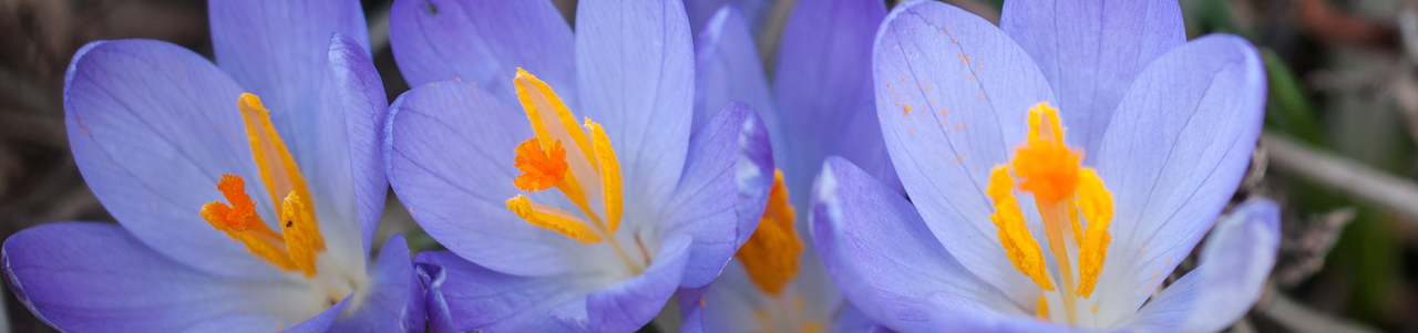 Drei blassviolett blühende Krokusse. 