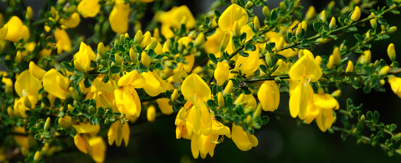 Besenginster - Cytisus scoparius Besenginster - Cytisus scoparius