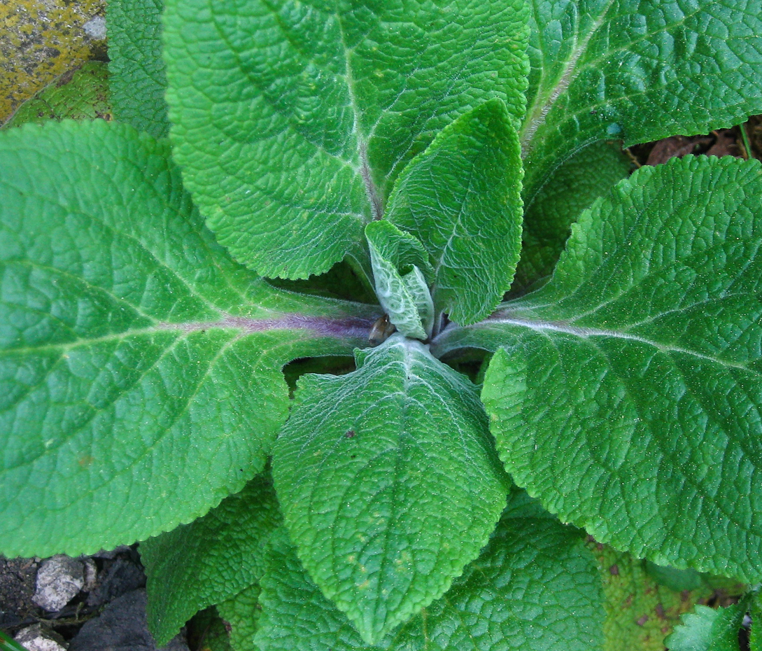 Roter Fingerhut - Digitalis purpurea