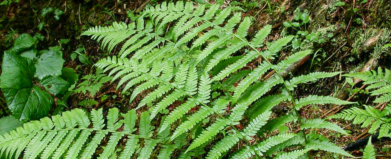 Wurmfarn - Dryopteris filix-mas