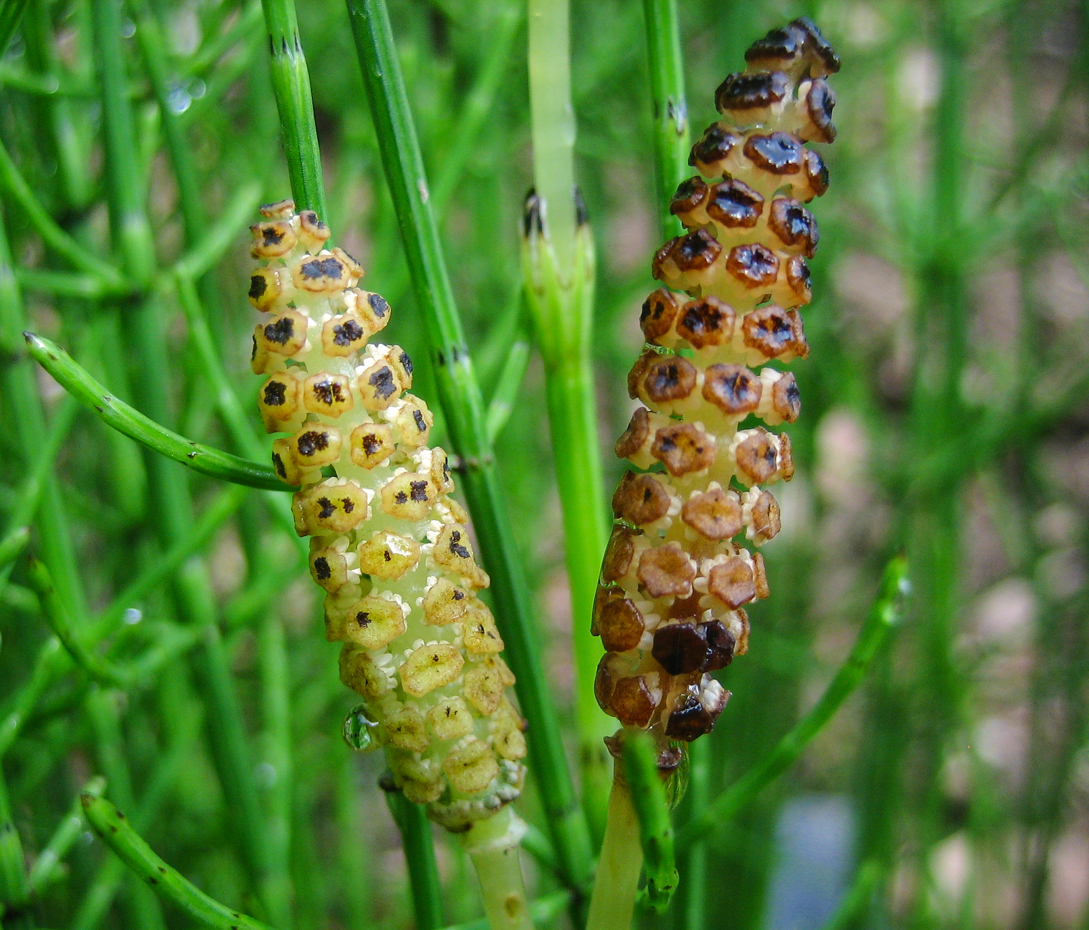 Sumpfschachtelhalm - Equisetum palustre