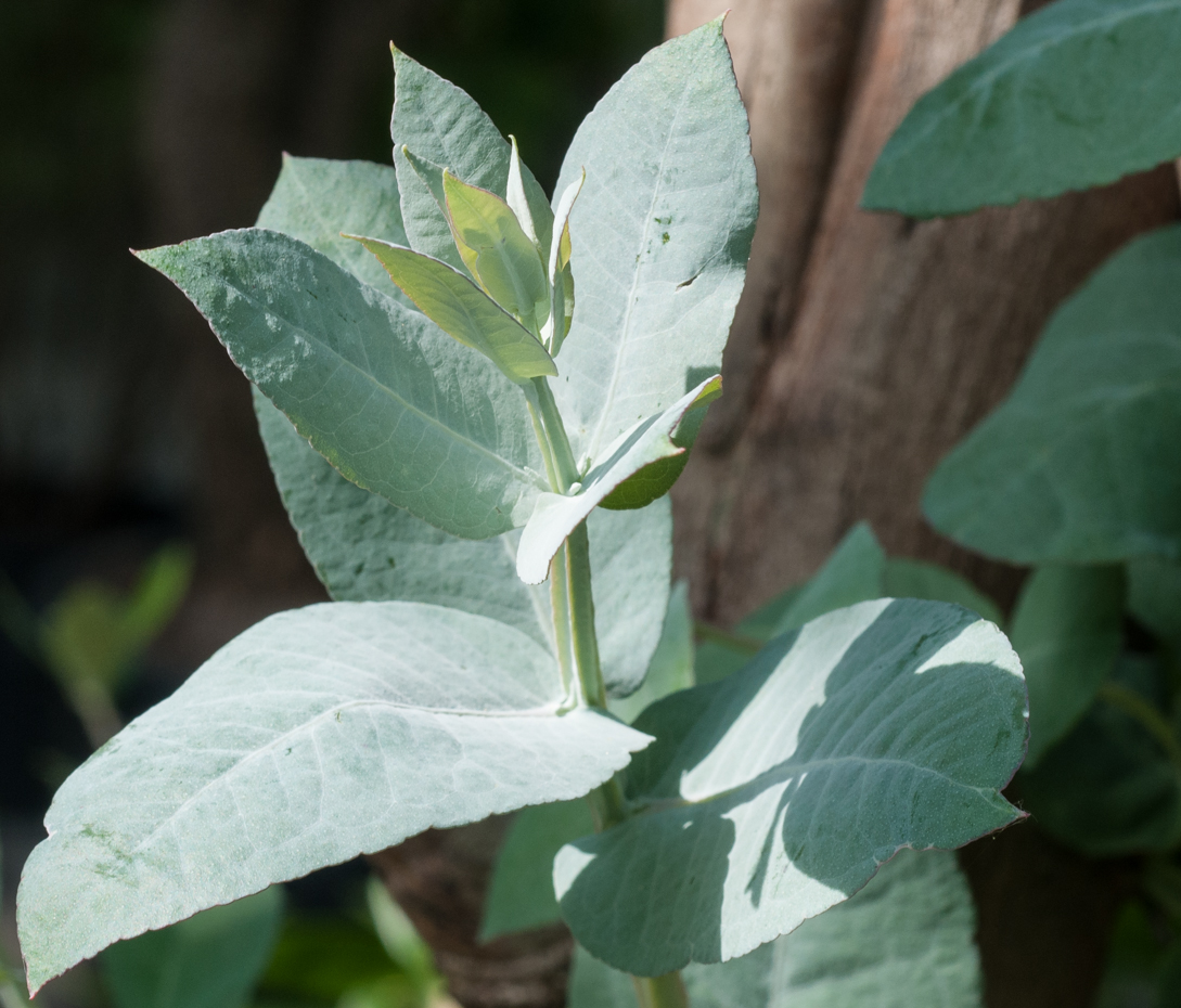 Eukalyptus - Eucalyptus globolus