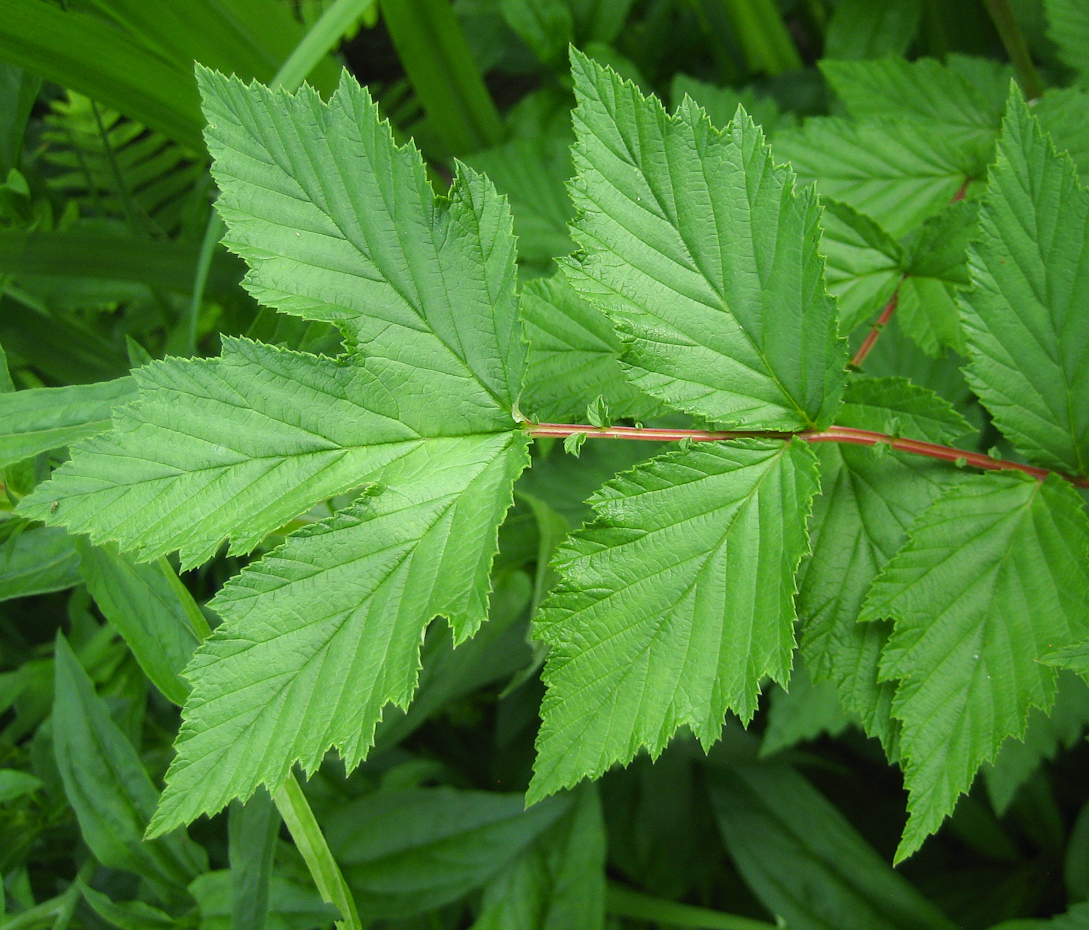 Mädesüß - Filipendula ulmaria