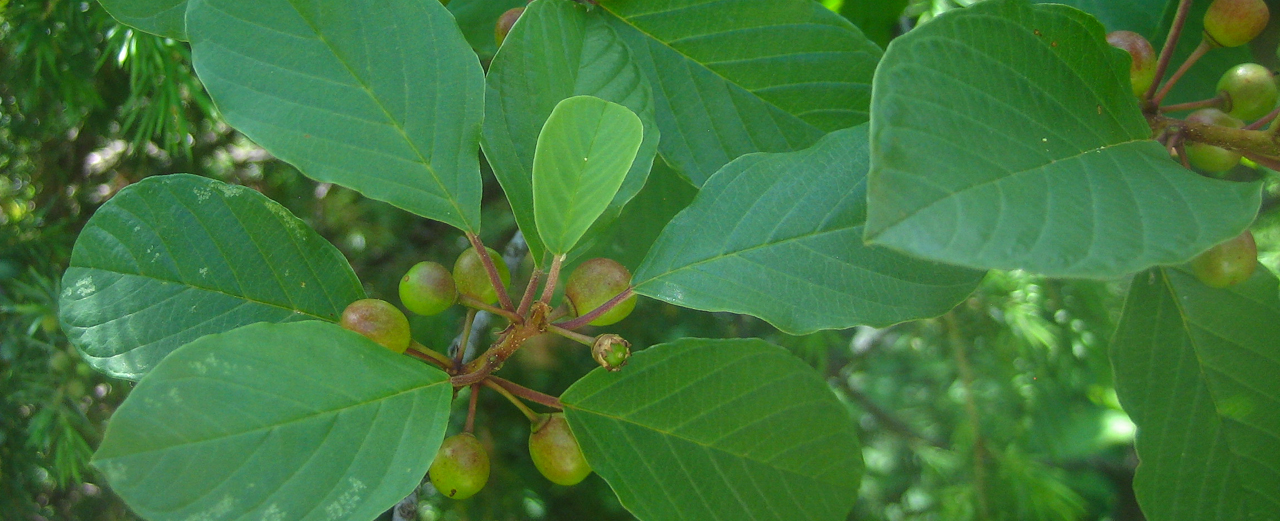 Faulbaum - Frangula alnus