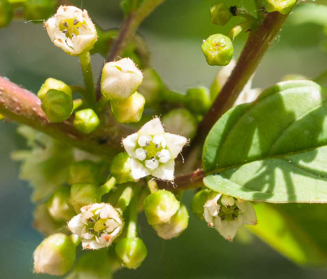 Faulbaum - Frangula alnus