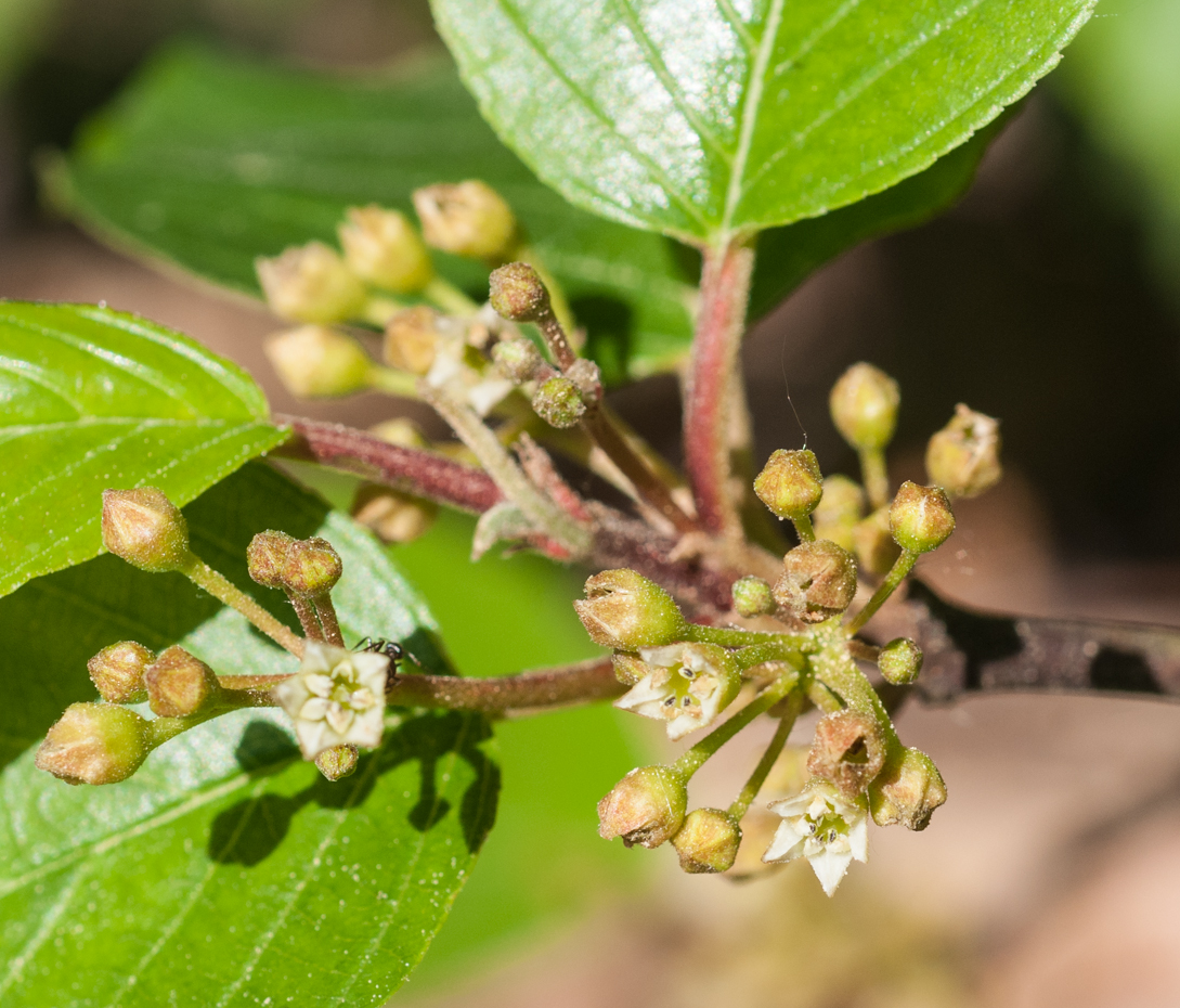 Amerikanischer Faulbaum - Frangula purshiana