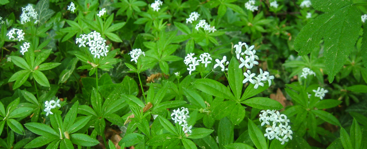 Waldmeister - Galium odoratum