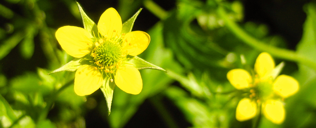 Nelkenwurz - Geum urbanum