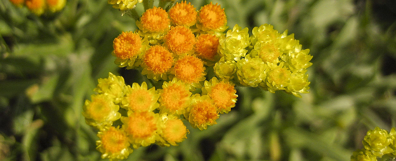 Sand-Strohblume - Helichrysum arenarium