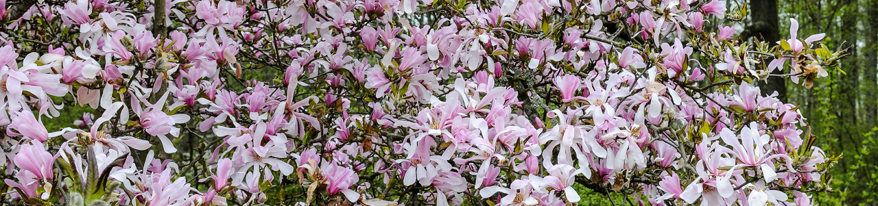 Zart rosa blühende Magnolien. 