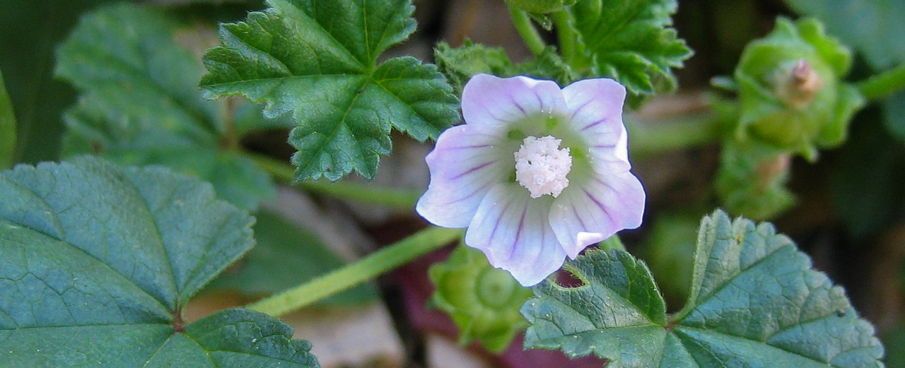 Wegmalve - Malva neglecta