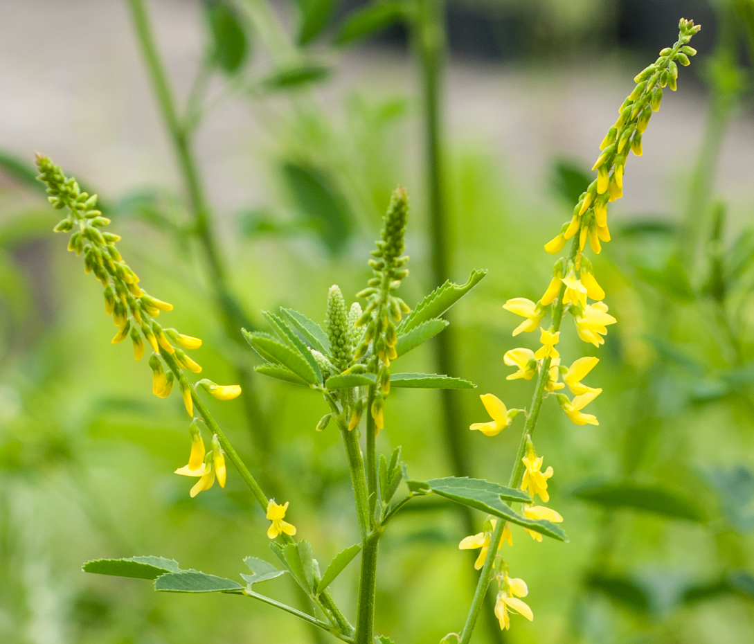 Steinklee - Melilotus officinalis