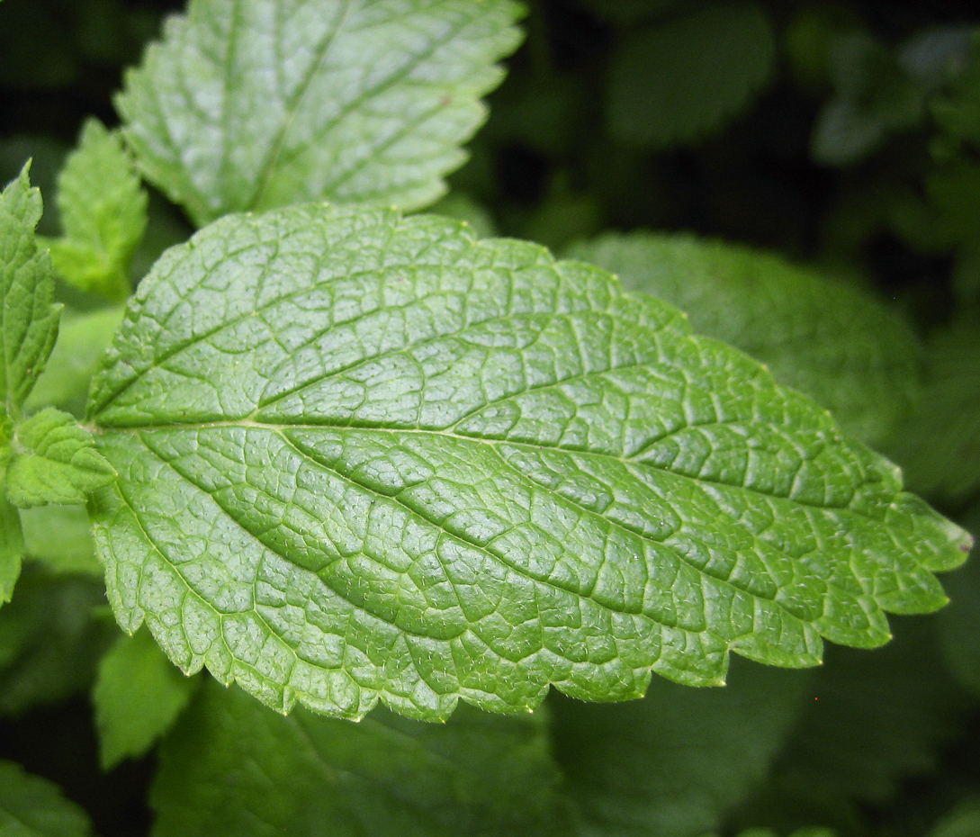 Melisse - Melissa officinalis