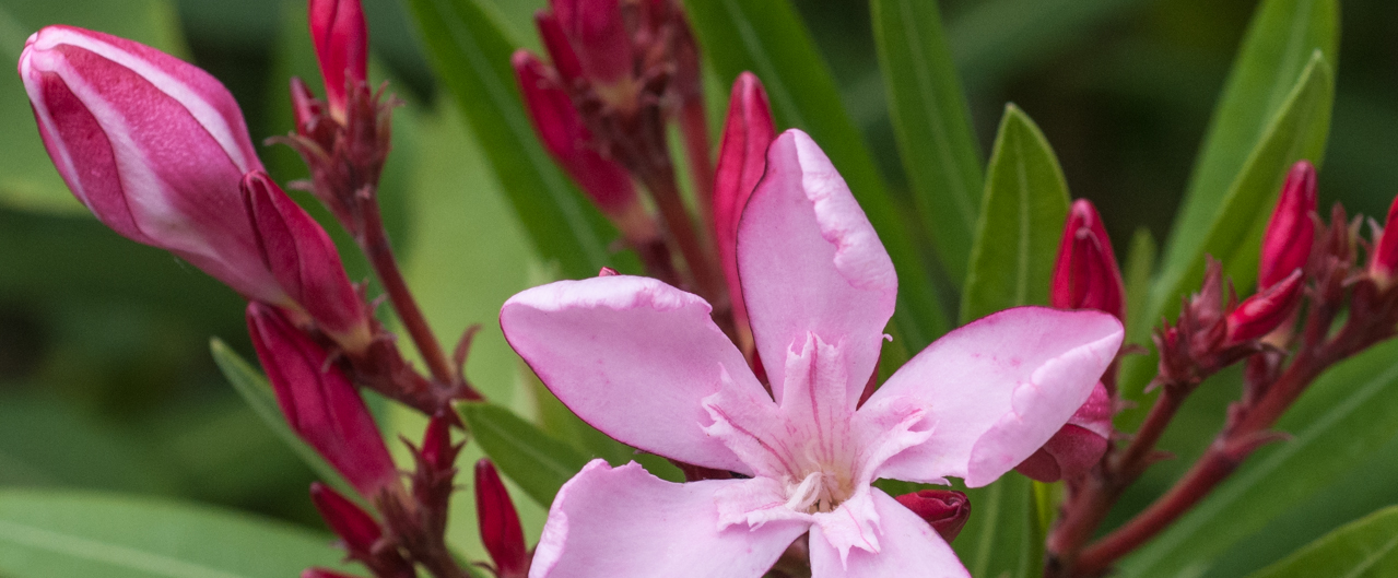 Oleander - Nerium oleander