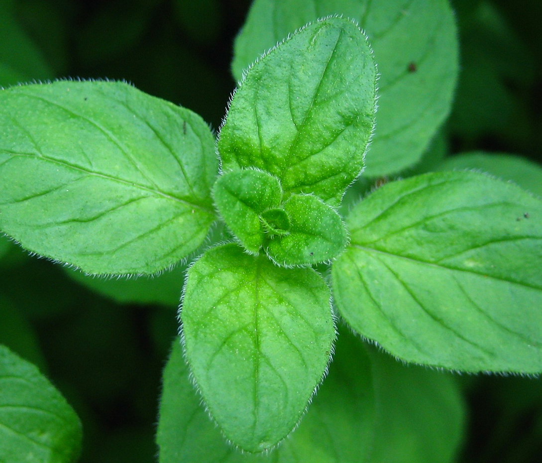 Gewöhnlicher Dost, Oregano - Origanum vulgare