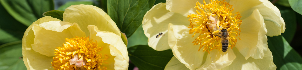 Zwei Blüten der gelblichen blühenden Kaukasus-Pfingstrose mit Honigbienenbesuch.