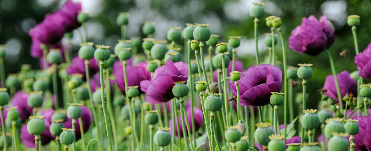 Schlafmohn - Papaver somniferum