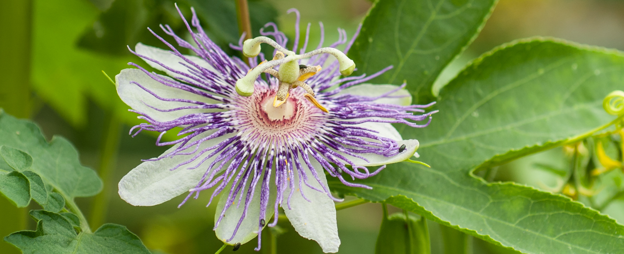Passionsblume - Passiflora incarnata