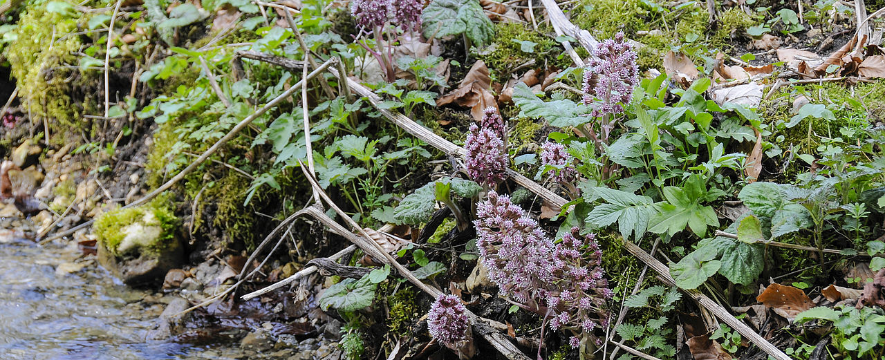 Pestwurz - Petasites hybridus