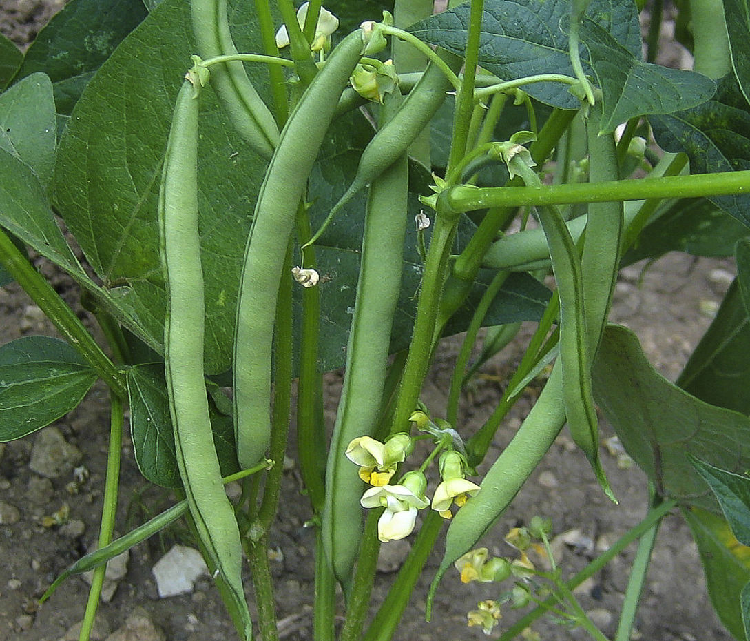 Gartenbohne - Phaseolus vulgaris