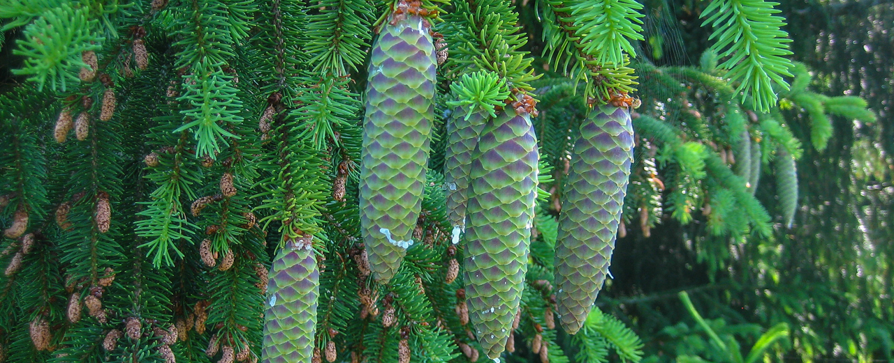 Fichte - Picea abies (weiblicher Blütenstand - Zapfen)
