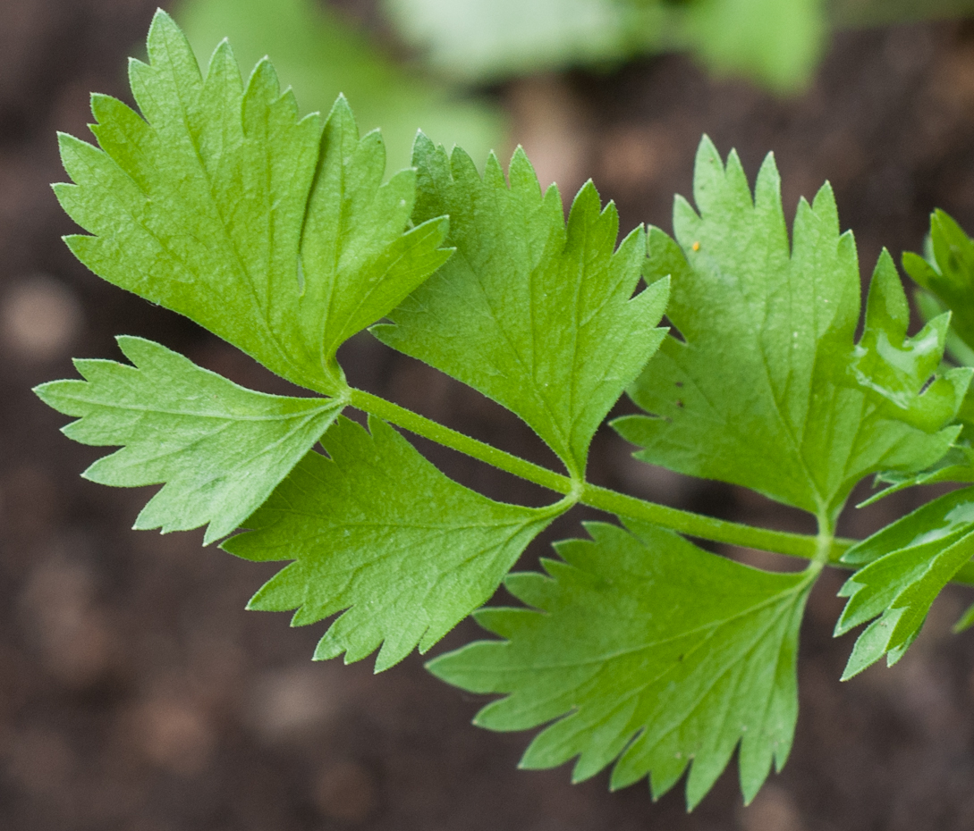 Anis - Pimpinella anisum