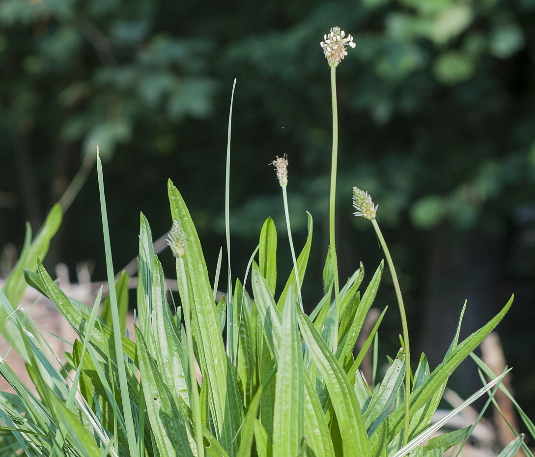 Spitzwegerich - Plantago lanceolata