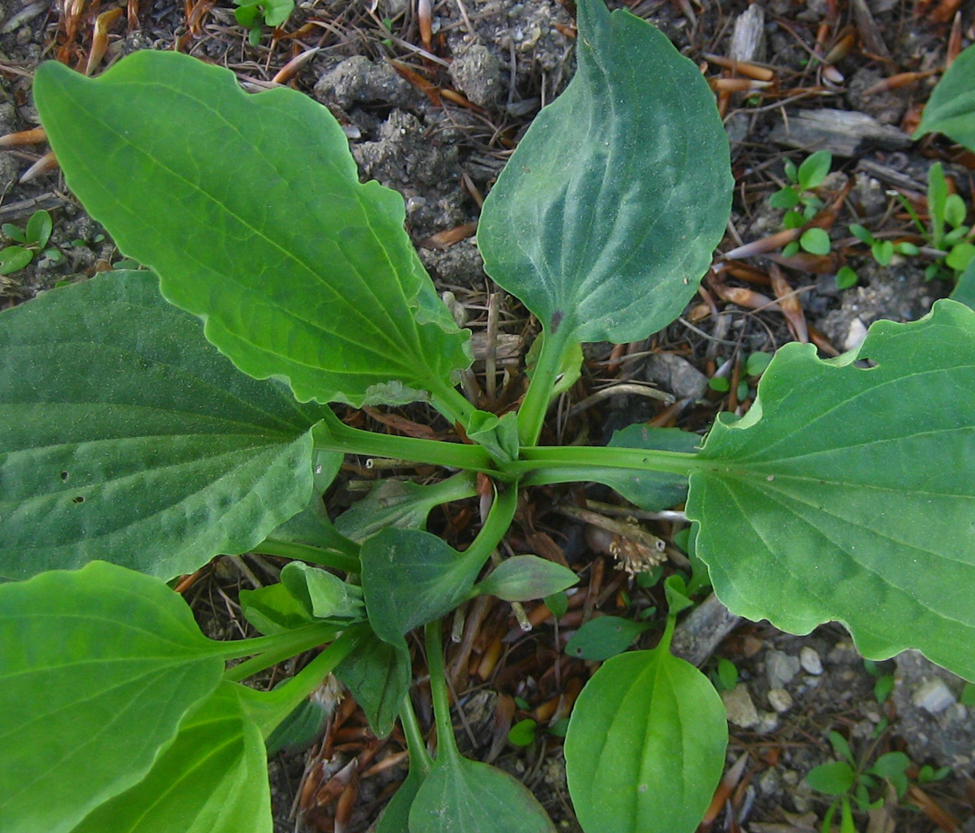 Breitwegerich - Plantago major