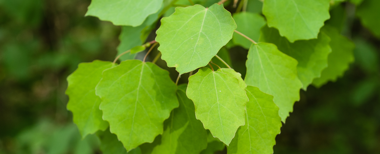 Zitterpappel - Populus tremula