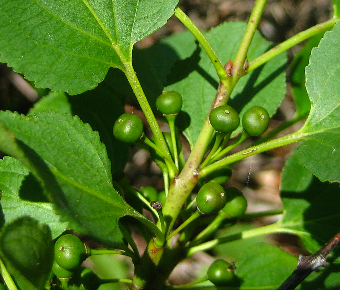 Echter Kreuzdorn - Rhamnus cathartica