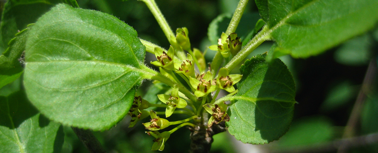 Echter Kreuzdorn - Rhamnus cathartica Echter Kreuzdorn - Rhamnus cathartica