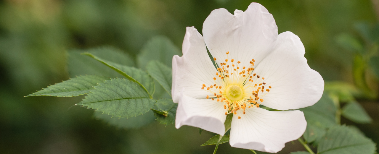 Hundsrose - Rosa canina