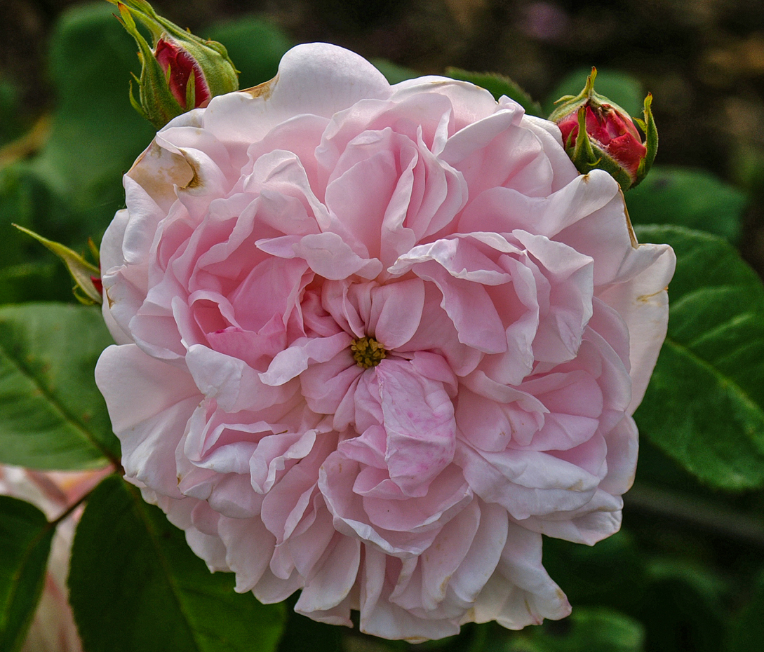 Rosa x centifolia 'Juno'