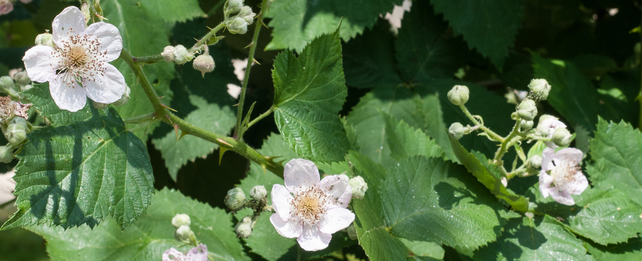 Brombeere - Rubus fruticosus