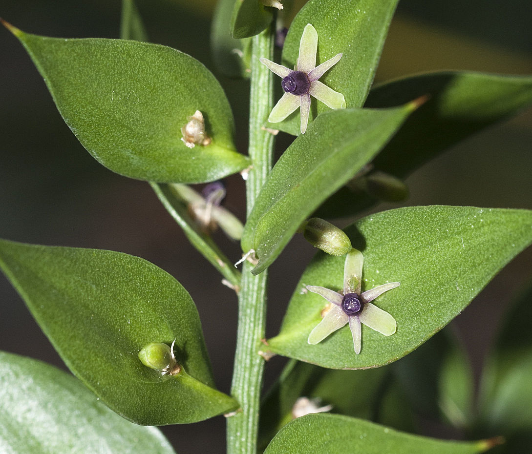 Stechender Mäusedorn - Ruscus aculeatus