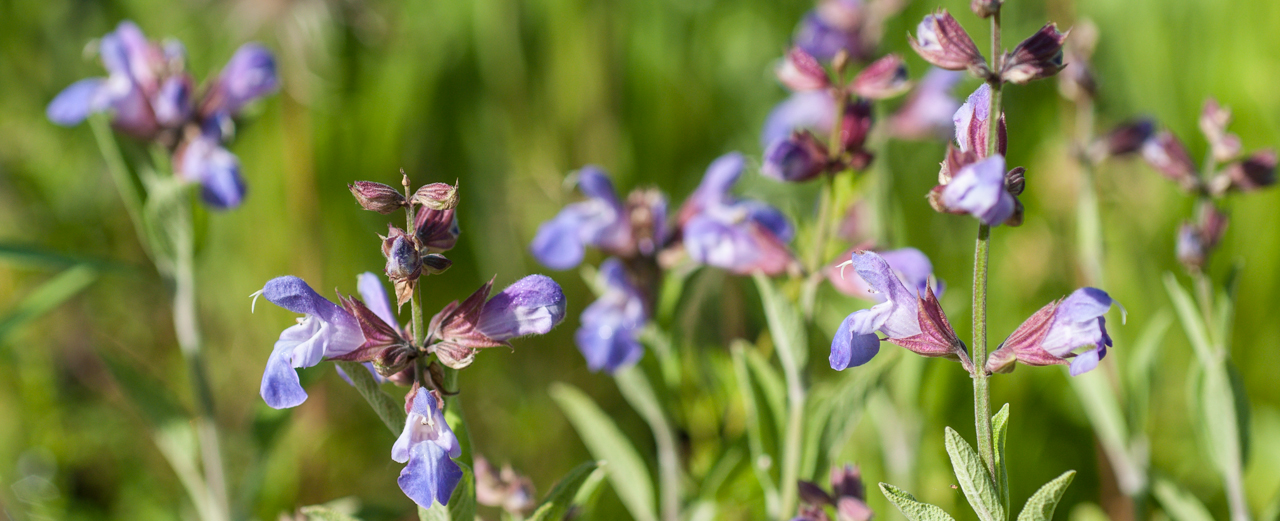 Dreilappiger Salbei - Salvia fruticosa Dreilappiger Salbei - Salvia fruticosa