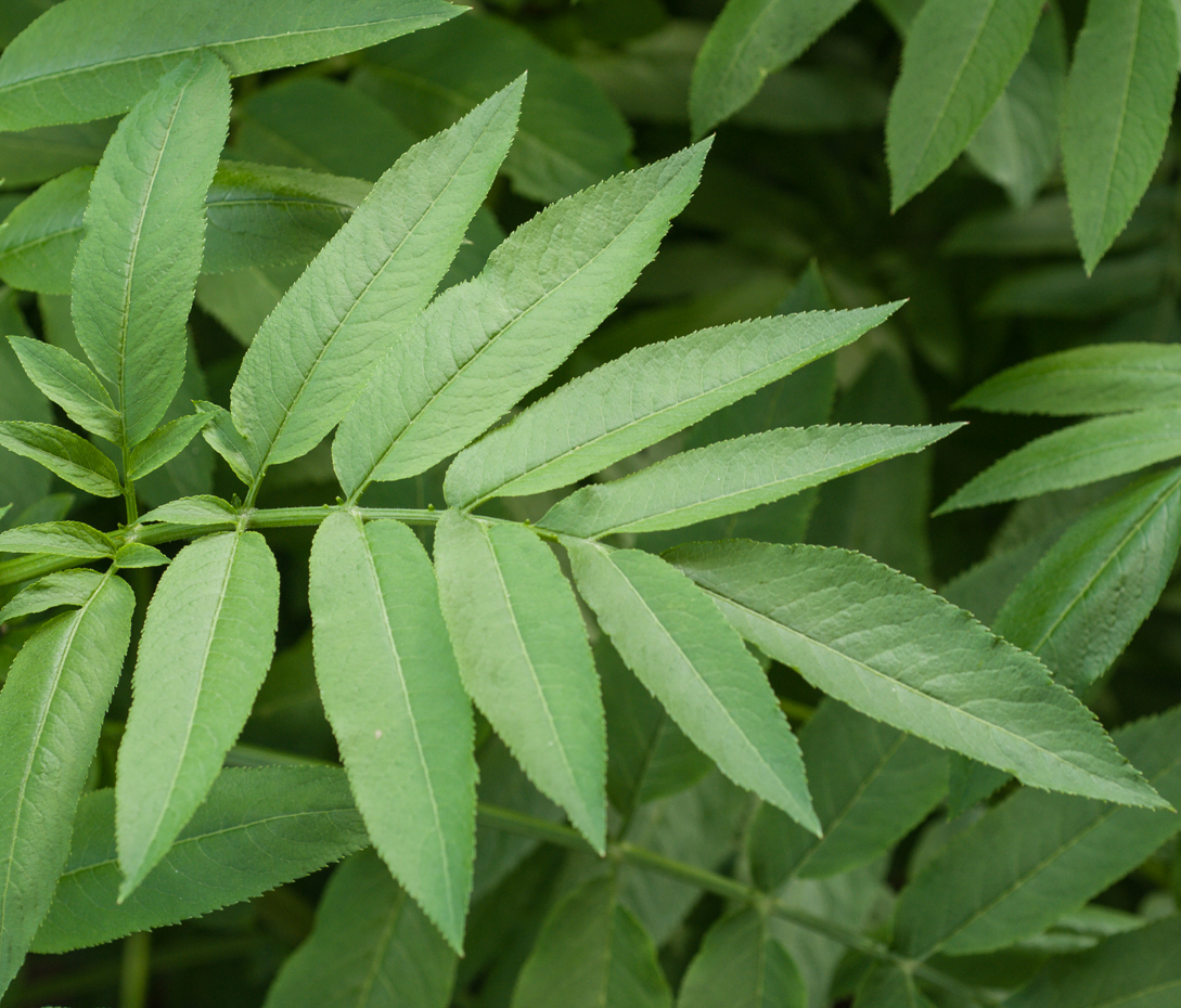 Zwerg-Holunder - Sambucus ebulus