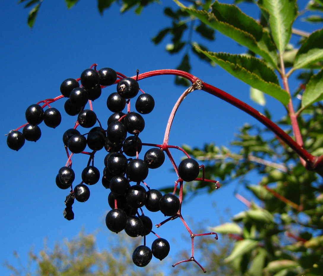 Schwarzer Holunder - Sambucus nigra