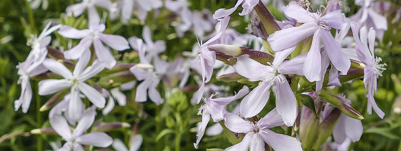 Seifenkraut - Saponaria officinalis