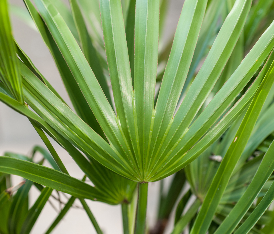 Sägepalme - Serenoa repens