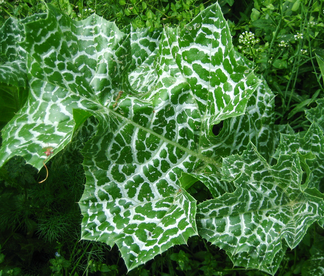 Mariendistel - Silybum marianum