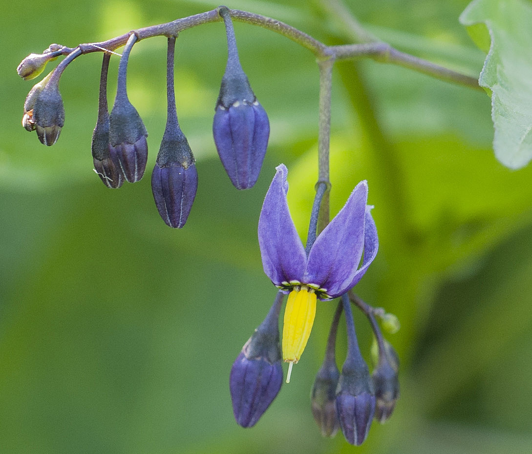 Bittersüßer Nachtschatten - Solanum dulcamara