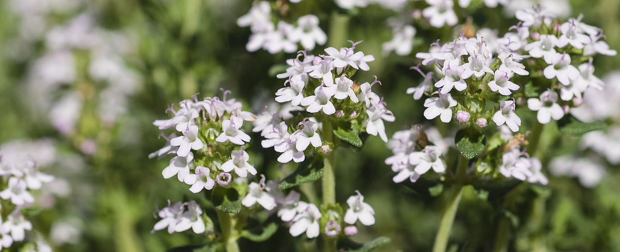 Echter Thymian - Thymus vulgaris