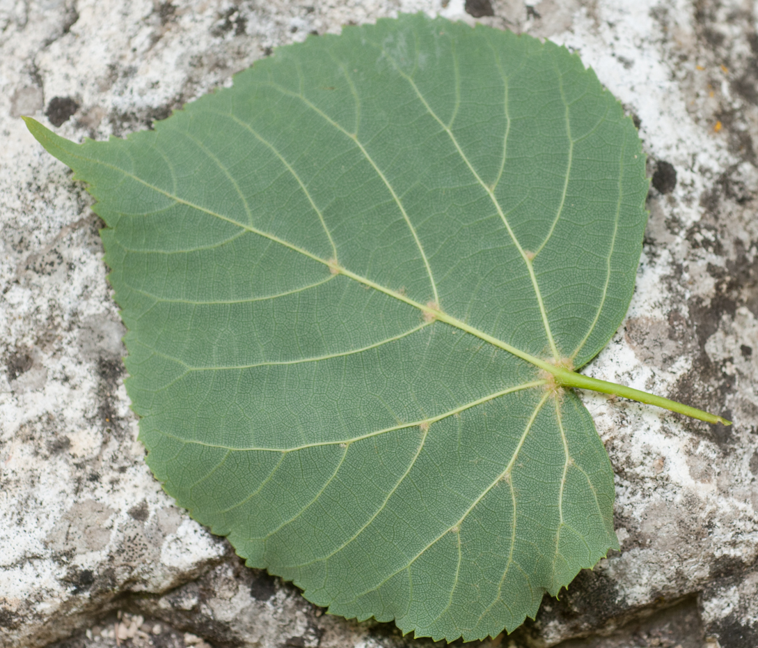 Winterlinde - Tilia cordata