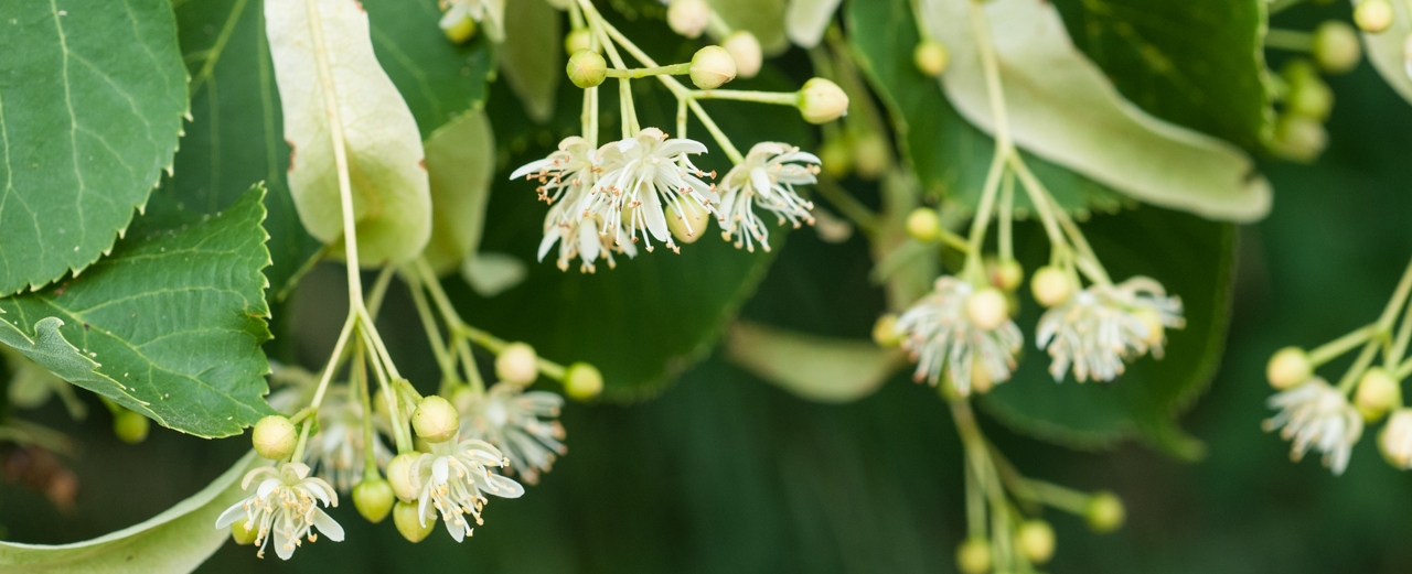 Winterlinde - Tilia cordata